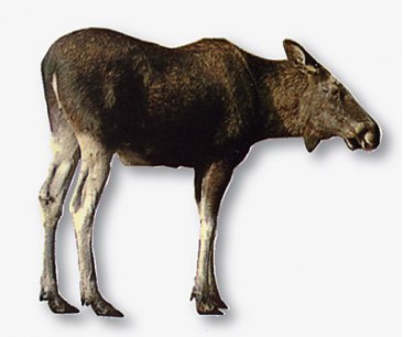 Stickers, foto av elg - NorwegianShop24